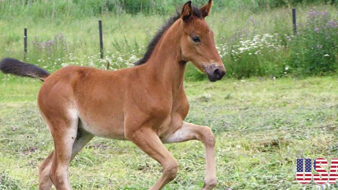young filly horse 1 usa